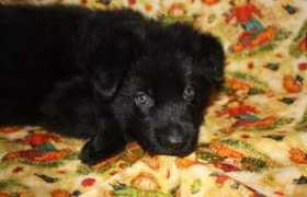 myguardianangelshepherds.com Mrdark