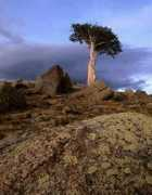 Mrtree