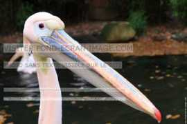 fond-ecran-image.com Msieur