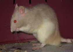 ratballs.com Mudly