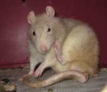 ratballs.com Mudly
