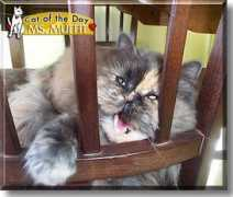 catoftheday.com Muffit