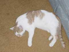 home.att.ne.jp Mugsy