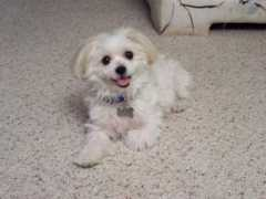 maltesemaniac.com Mugsy