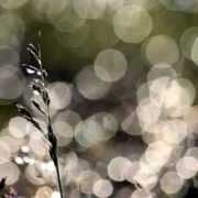 fotokritik.com Muhammedemin