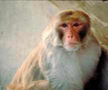 pin.primate.wisc.edu Mulatta