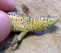 reptarium.cz Muralis