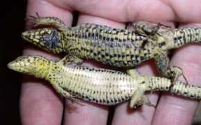 reptarium.cz Muralis