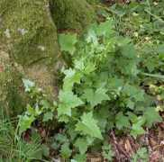 plant-identification.co.uk Muralis