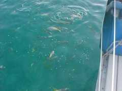 redboy.com.br Murcho