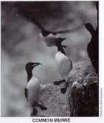 Murre