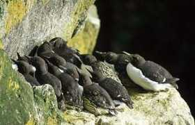 Murres