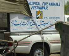 Musharref