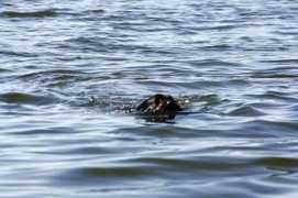 erfy-blossom.cz Musovska