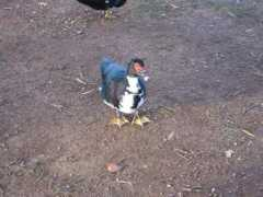 gallery.borjanet.com Mutante