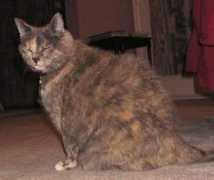 arglebargle.com Mykitty