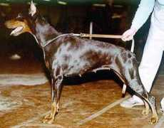 dobermann-review.com Myrrha