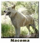 Nacoma