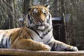 bearcreeksanctuary.com Naddie