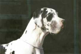 claudiabohemica.cz Nadjy