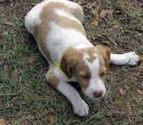 brittanykennel.com Naeco