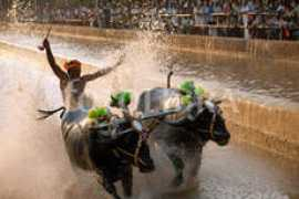 fotolibra.com Nandikoor