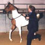 sspaintedintimidator.com Nantasha