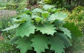 davesgarden.com Naranjilla
