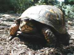 turtletails.net Narris