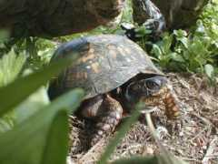 turtletails.net Narris