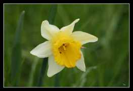 gallery.site.hu Narzisse