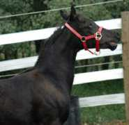 burnsle.tripod.com Nasheeta