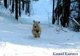 kinterra.terriersclub.com Nataalia