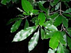 zimbabweflora.co.zw Natalense