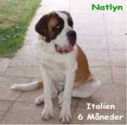 zoomorf.dk Natlyn