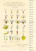 famousscientists.org Naturae