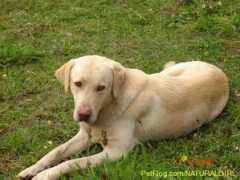 petflog.com Naturalgirl