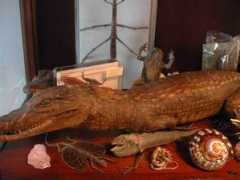 collectorsweekly.com Naturalia