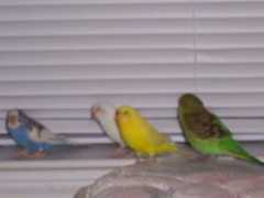 animal.memozee.com Navish
