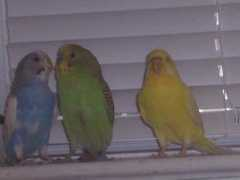 animal.memozee.com Navish
