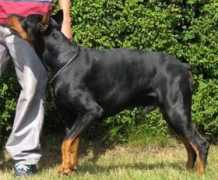 dobermann-review.com Naware