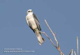 mangoverde.com Nazas