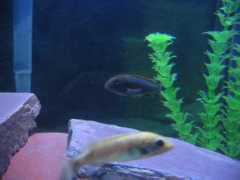 cichlids.com Ndumbi
