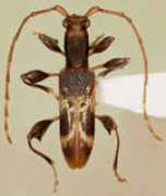 entomology.si.edu Nearns