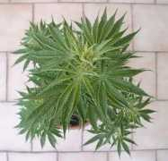 speccymans.web2001.cz Nebulu