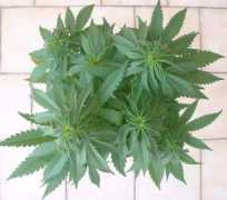 speccymans.web2001.cz Nebulu