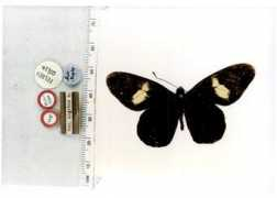 butterfliesofamerica.com Negrina