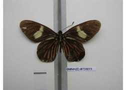 butterfliesofamerica.com Negrina