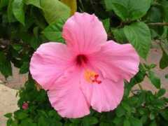 pixartweb.com Nellenbach