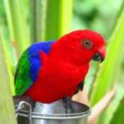 birdsandbirds.com Nensa